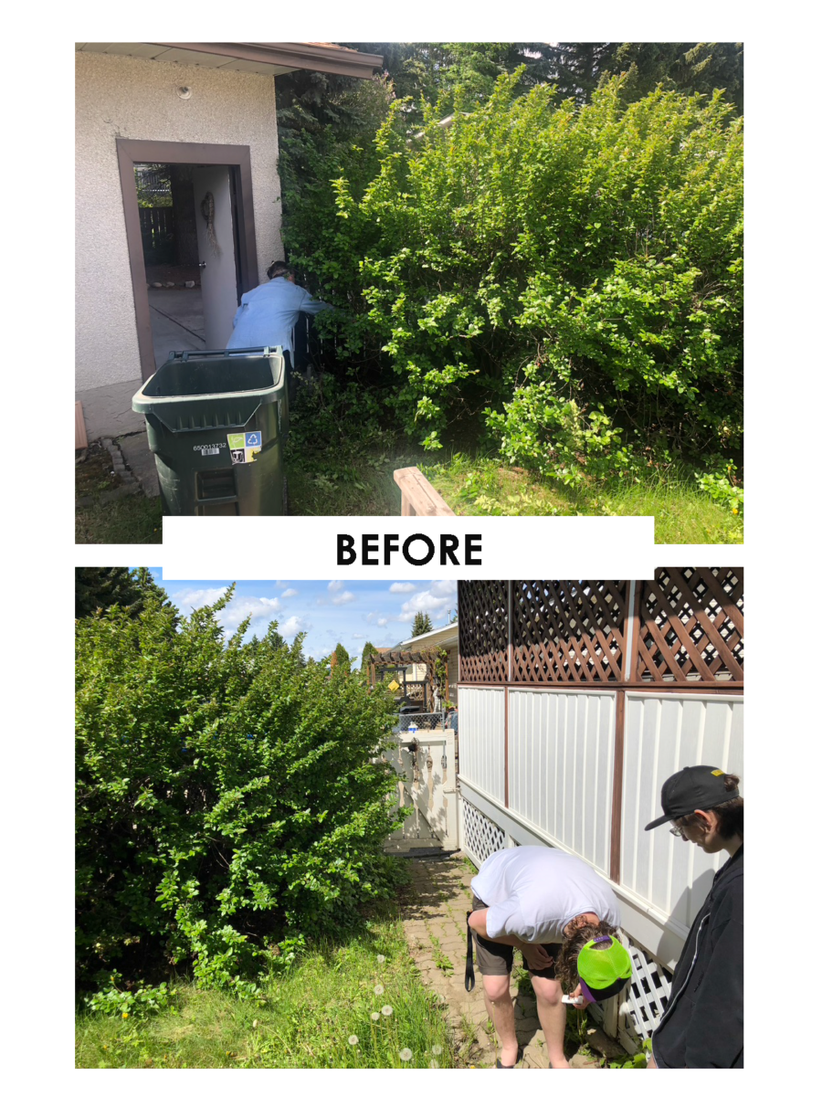Before photos of a huge yard clean up by 5 volunteers for a senior resident